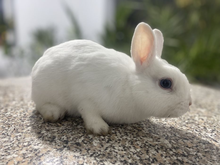 Породисті Білі Кролики Паннон та Міні-кролик з Блакитними Очима