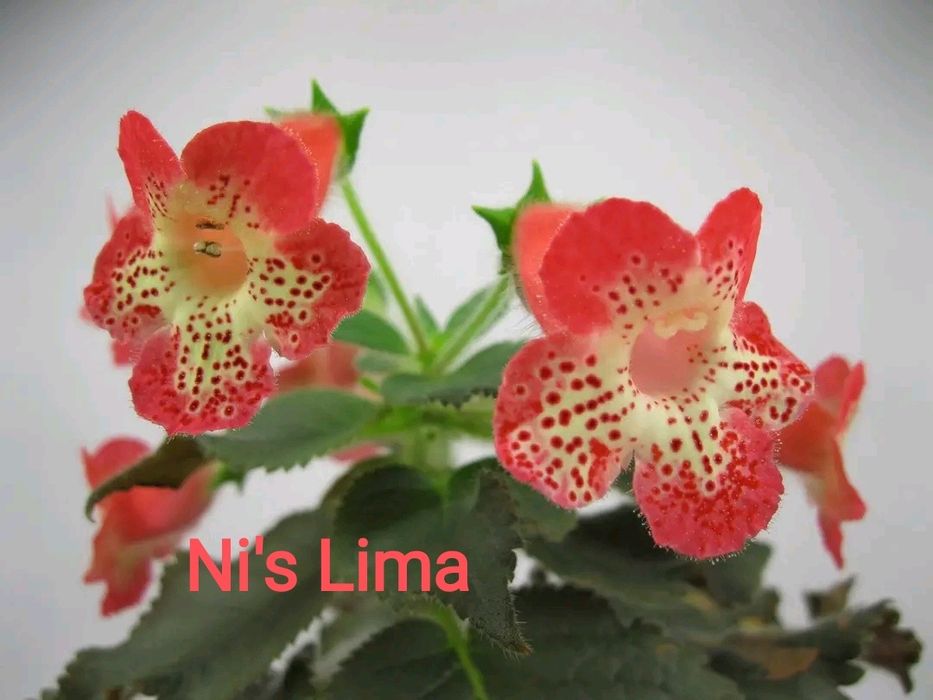 Колерія Ni's Lima