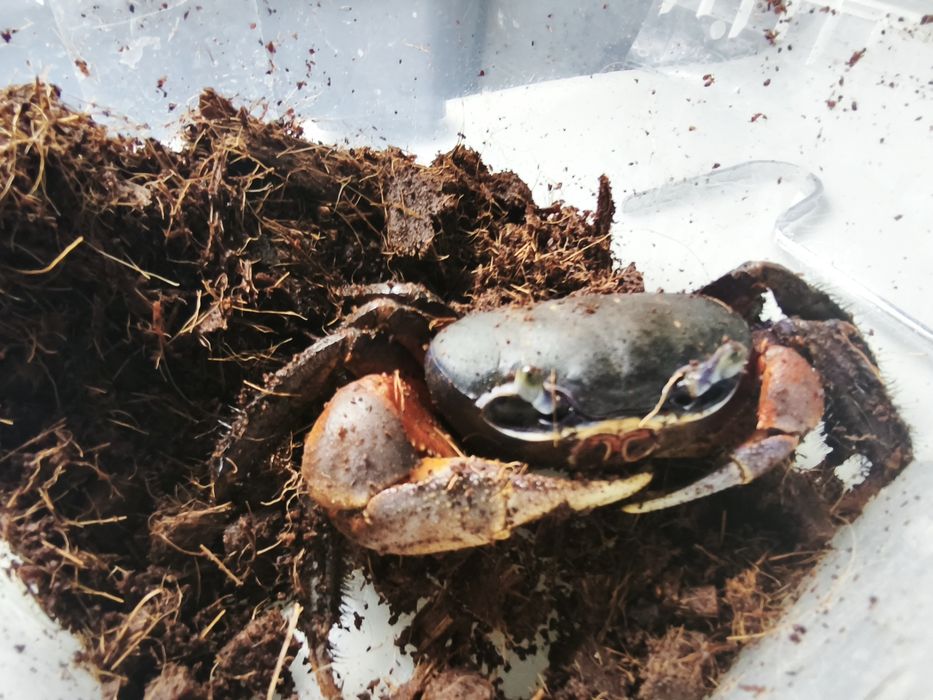 Krab tęczowy duży