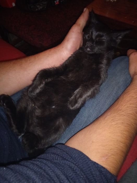 Віддам в добрі руки