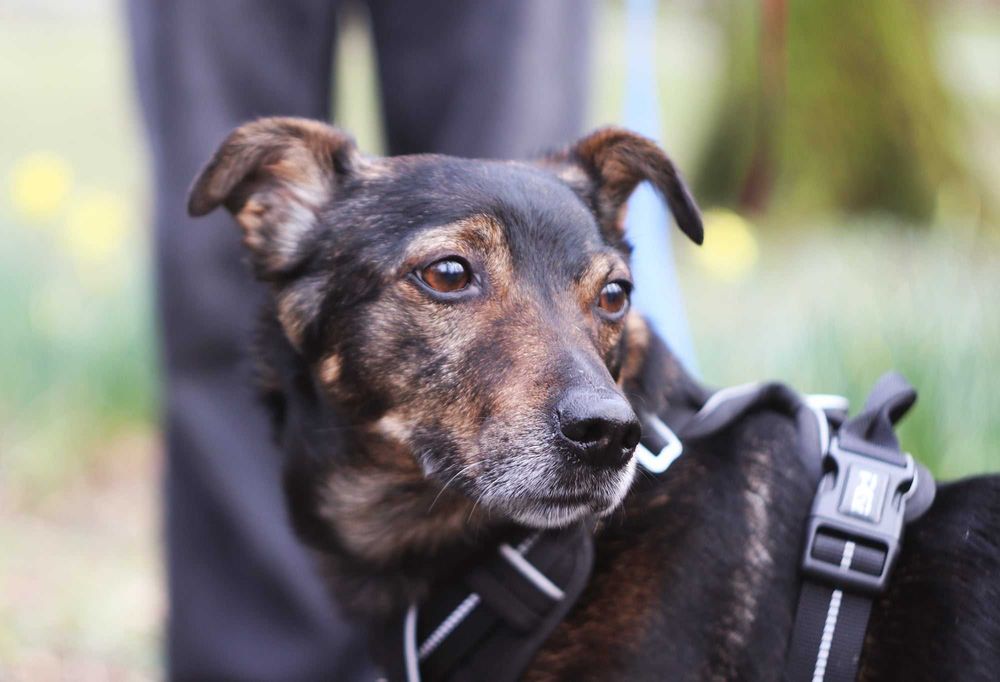 do oddania nieduzy Rico