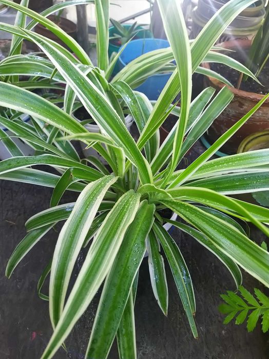 Цветок хлорофитум.