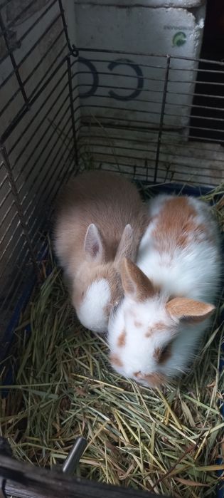 Кролики карликовые