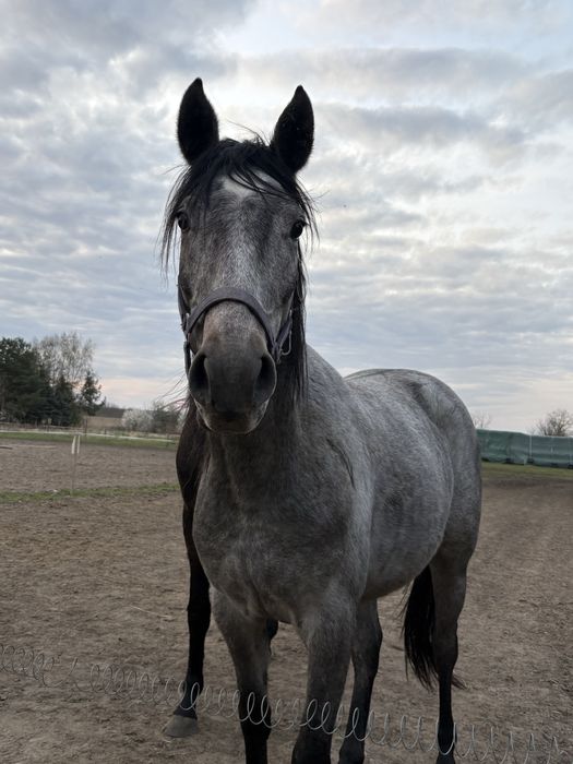 3 letnia klacz małopolska