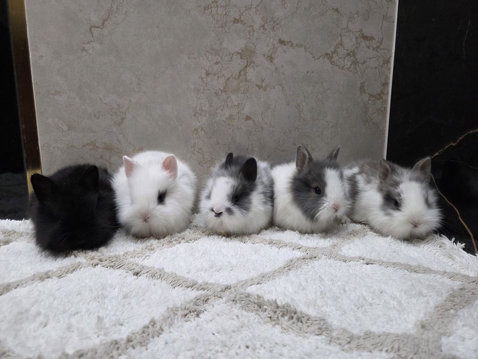 Króliczki Karzełki Teddy