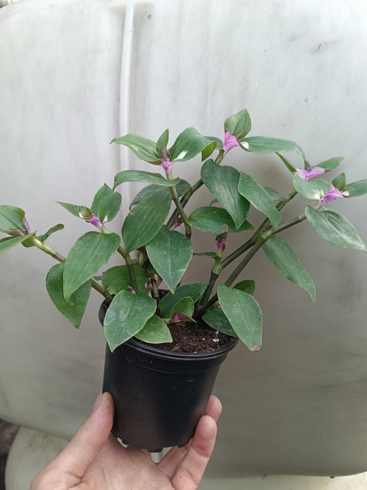 blushing bride trzykrotka