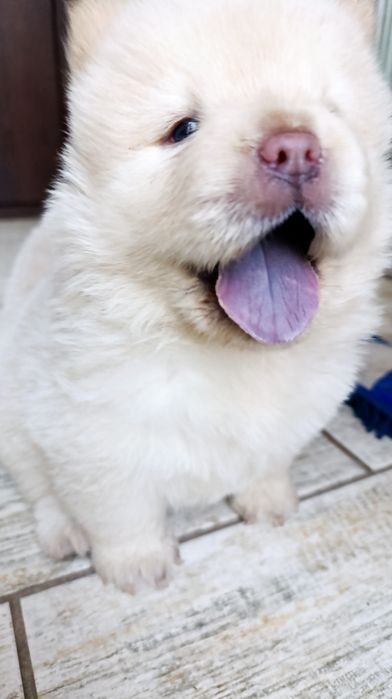 Чау чау.   бронирование