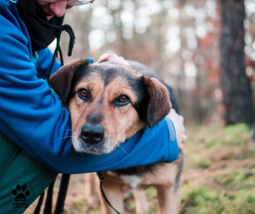 3 letni Sammy szuka domu!