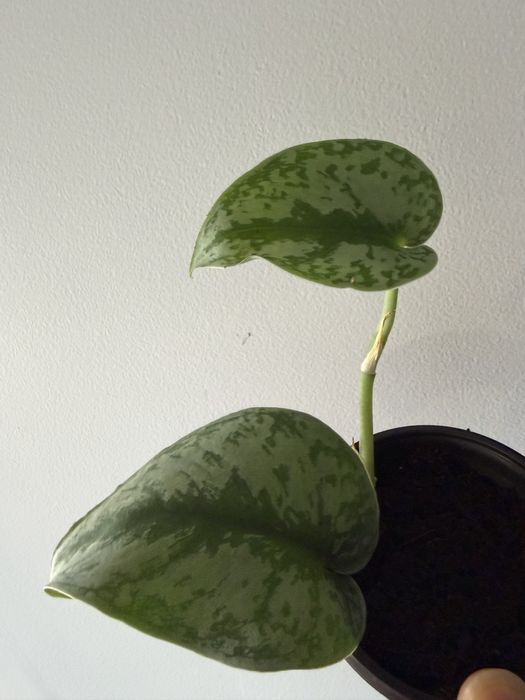 Scindapsus silver ann