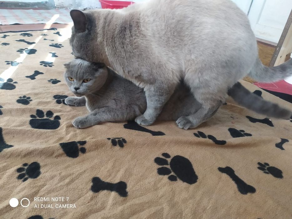 В'язка з прямовухим Шотландський скотіш -страйт