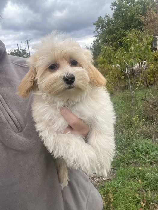 Мальтипу девочка