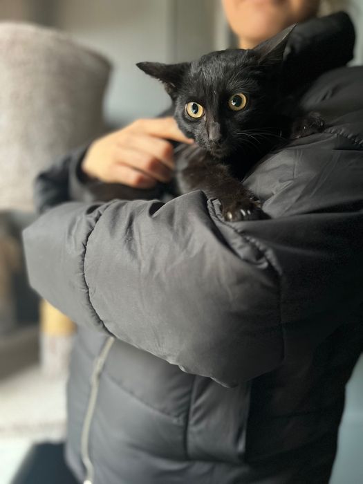 Czarny, młody kotek do adopcji. Borysek szuka domu!