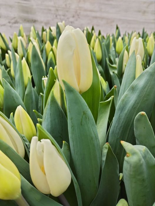 Продаємо Тюльпан, примулу, лютики та цинерарію