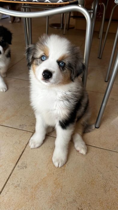 Pastor Australiano Blue Merle