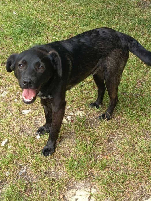 11 miesięczny Max do adopcji