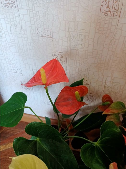 Антуриум, антуріум