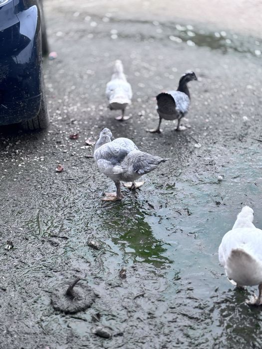 Patos e patas  pequeninis medio e grande.