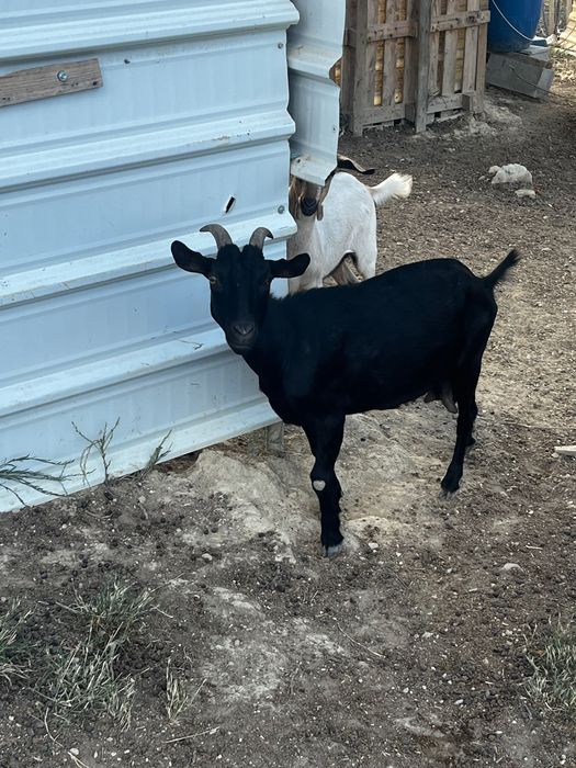 Cabra Raça Pura Serpentina