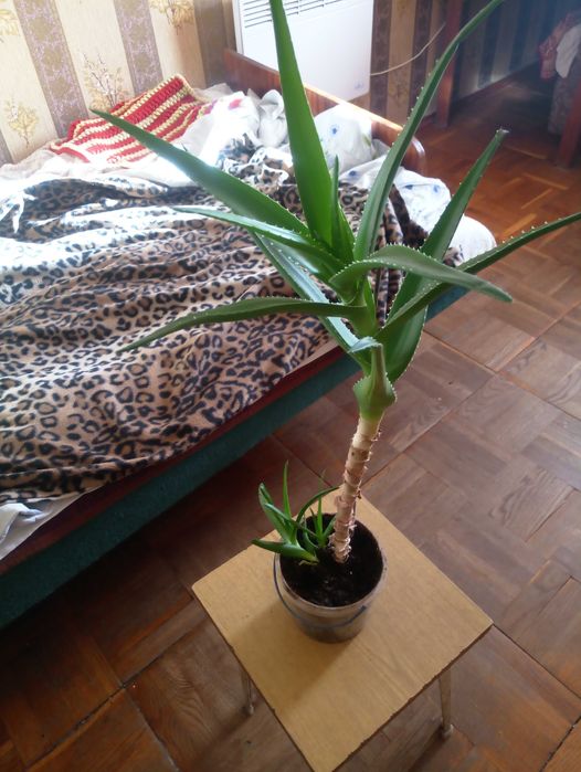 Вазони АЛОЕ , КАКТУСИ і їх дітки