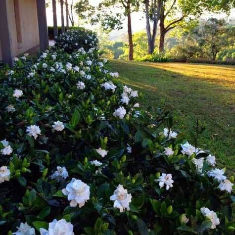 Gardenia "Crown Jewel, mrozoodporna do uprawy gruntowej! Piękny zapach