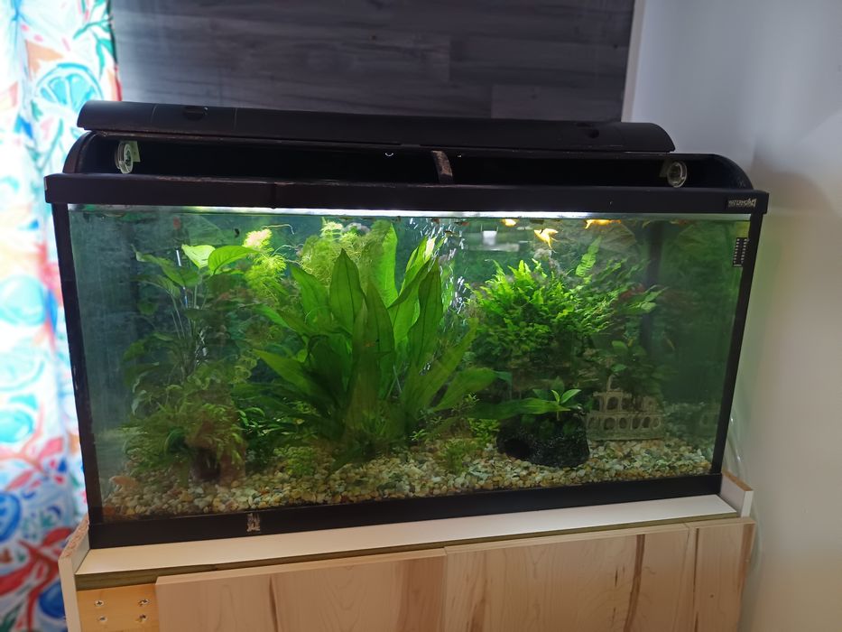 Vários aquários para venda