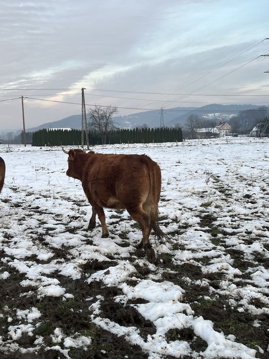 Krowy Limousine LM 100%