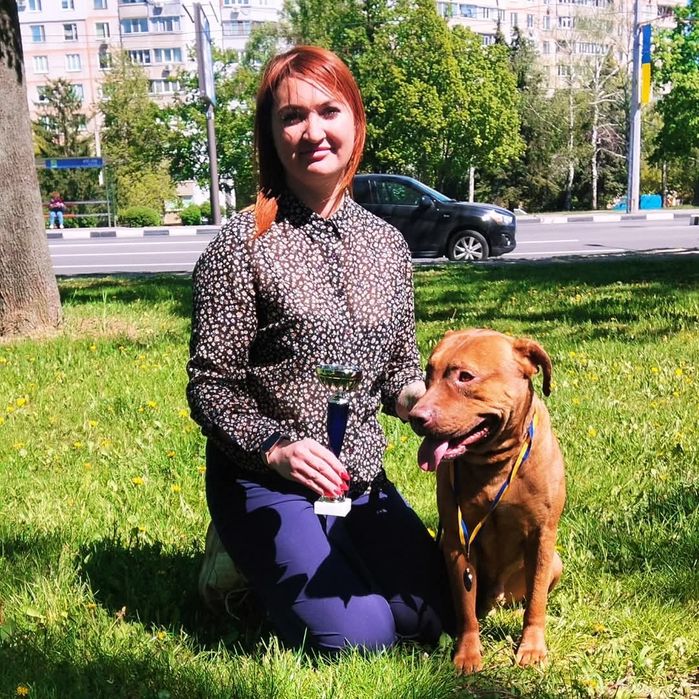 Предлагаю для вязки кобеля питбультерьера ККУ (питбуль, апбт)