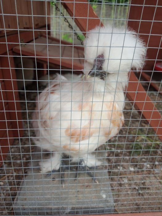 Koguty kury silka silki  zdrowe