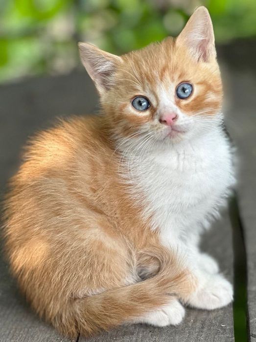 Продам двох котиків