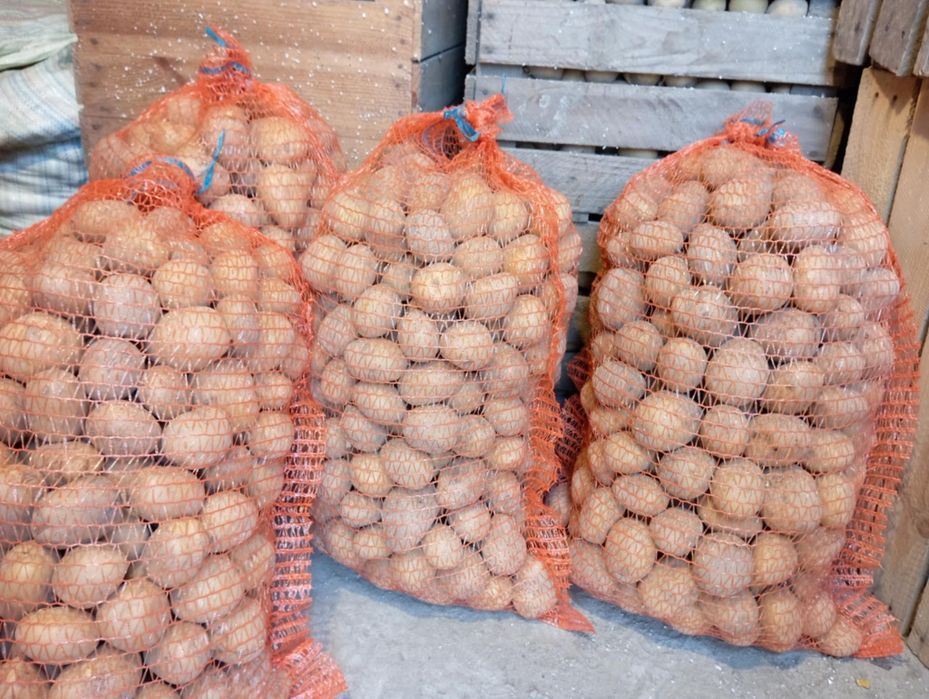 Ziemniaki sadzeniaki Denar 0.80 zł/kg