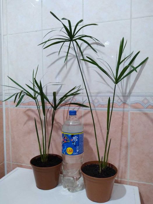 Циперус   (сить)