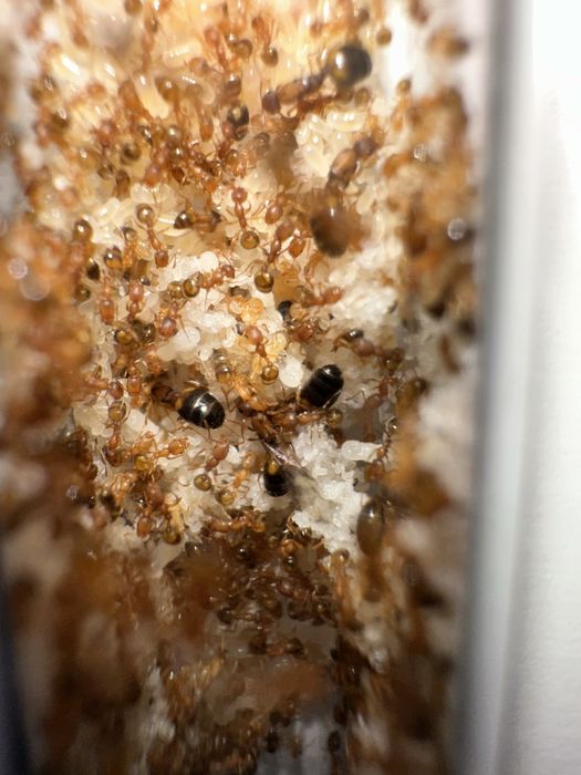 Monomorium pharaonis - mrówki faraona - jedna królowa i 30/50 robotnic