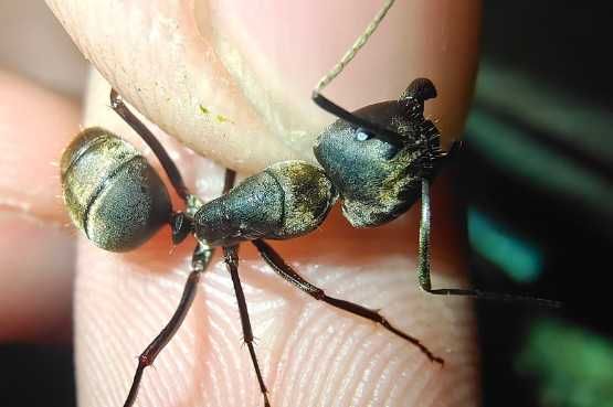 Купить муравьи Camponotus pseudolendus с муравьиной фермой в Украине