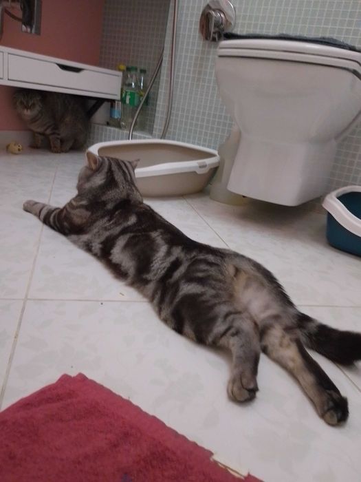 Кот.В'язка мармуровий скотіш страйт.