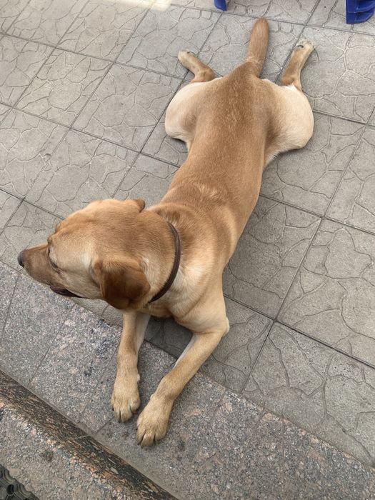 Вязка Лабрадор