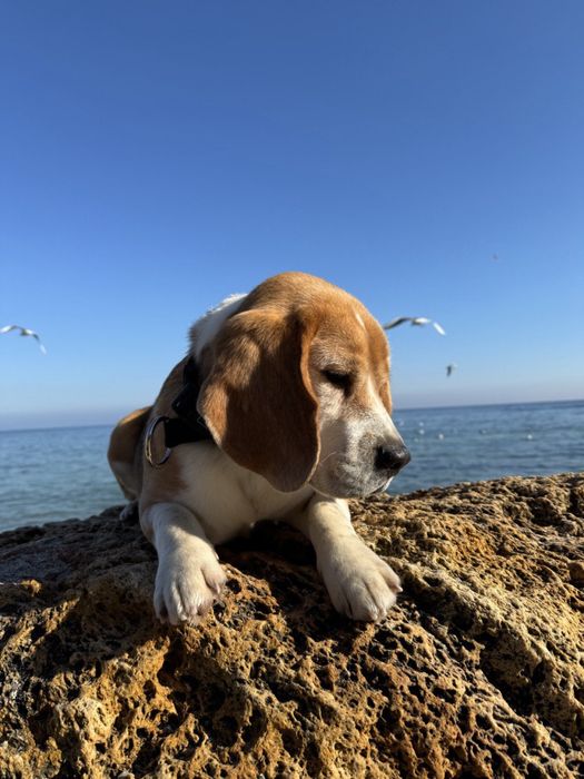 Бігль КСУ-FCI Вязка