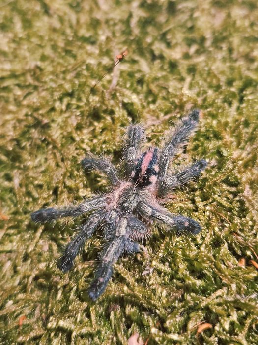 Ybyrapora diversipes L1