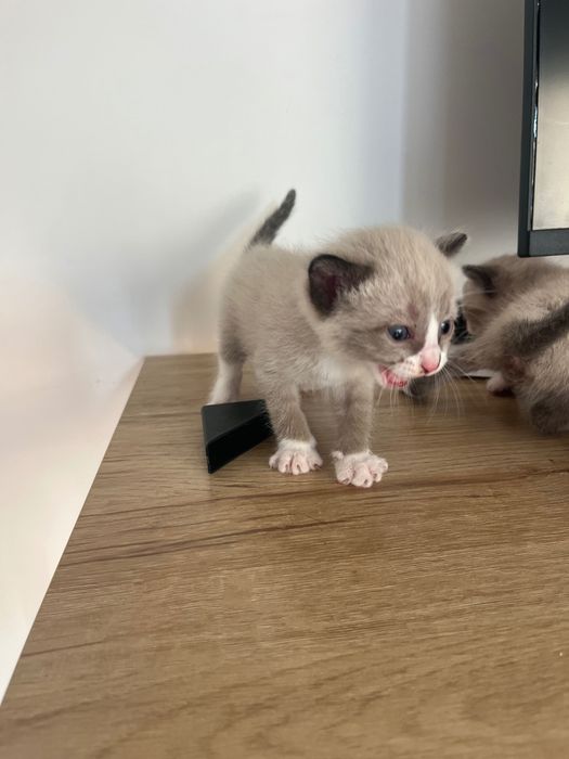 Gatinhos para doar