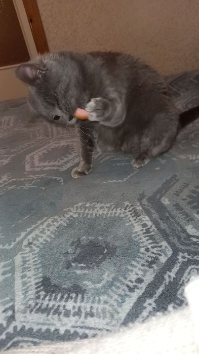 Кішечка стерелізована безкоштовно в добрі ручки