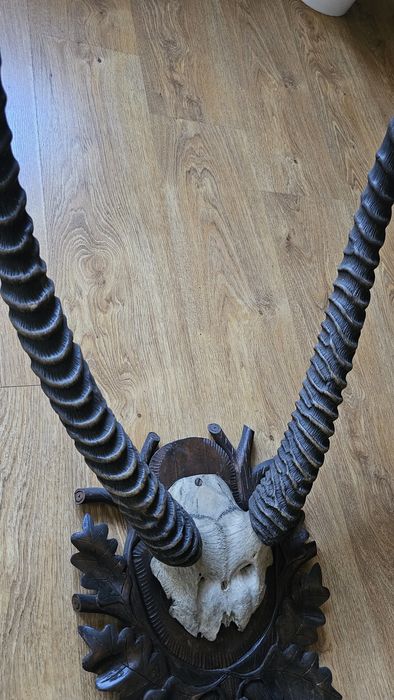 Poroże afrykańskie, antylopa