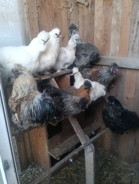 Koguty Leghorn i Silka oraz Indory