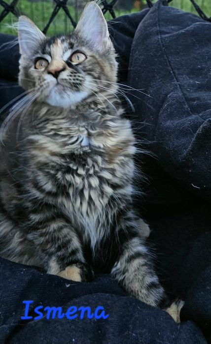 Kotka Maine Coon