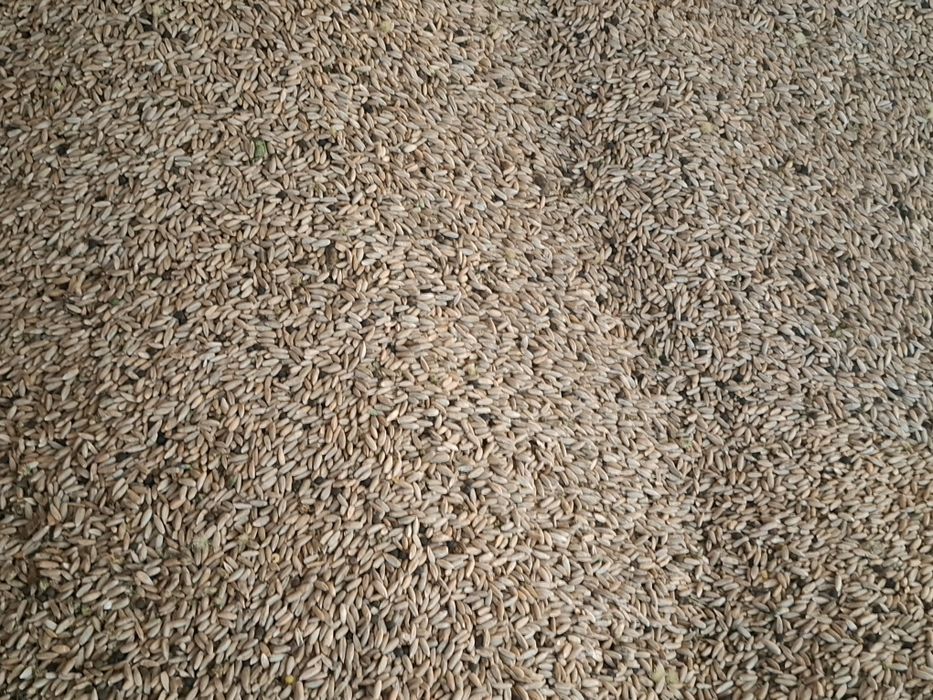 Sprzedam żyto z wyką kosmatą