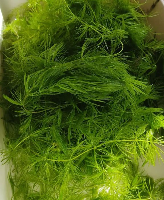 Rogatek (Ceratophyllum demersum) piękne okazy