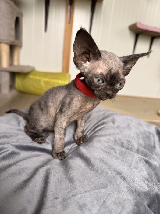 Devon rex kotek/kotka FPL