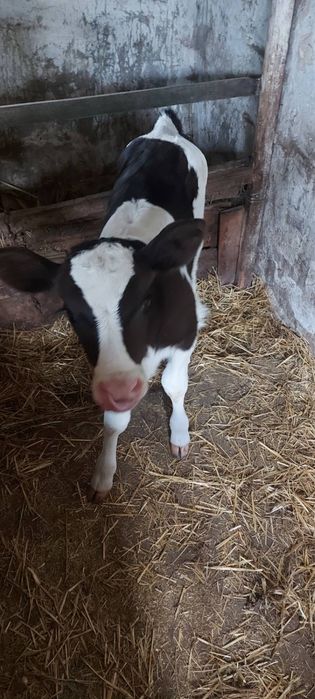 Продам теличку молочного віку