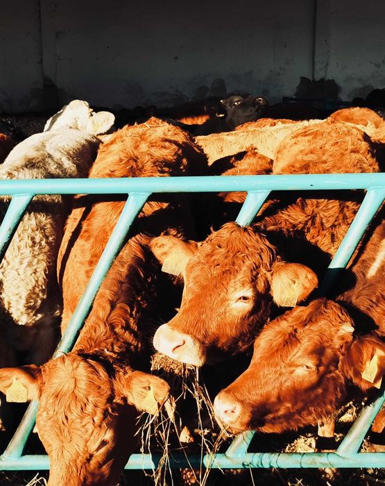 BYCZKI, STARTERY. Kontraktacja