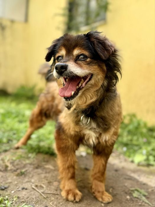 Cãozinho para adoção responsável