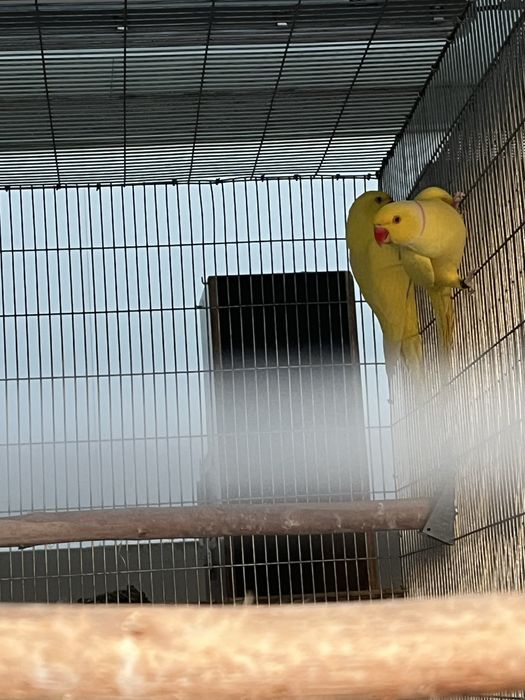 Casal Ring Neck Lutino