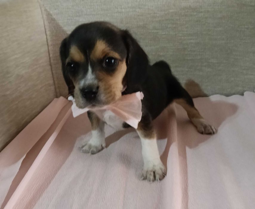 Beagle fêmea poket( pequena)